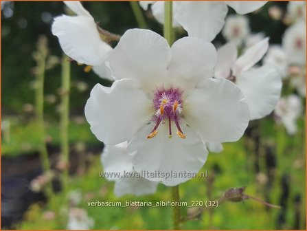 Verbascum blattaria &#39;Albiflorum&#39; | Mottenkruid, Toorts | Mottenkönigskerze
