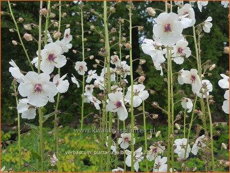 Verbascum blattaria &#39;Albiflorum&#39; | Mottenkruid, Toorts | Mottenkönigskerze