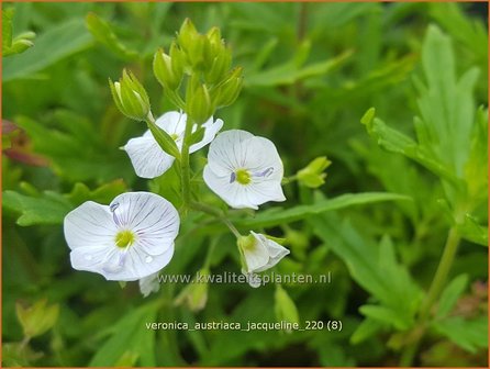 Veronica austriaca &#39;Jacqueline&#39; | Brede ereprijs, Ereprijs | Österreichischer Ehrenpreis