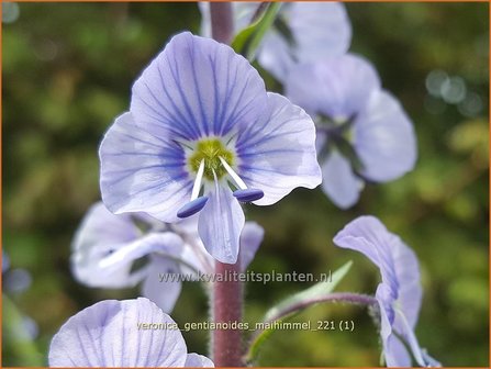 Veronica gentianoides &amp;#39;Maihimmel&amp;#39;
