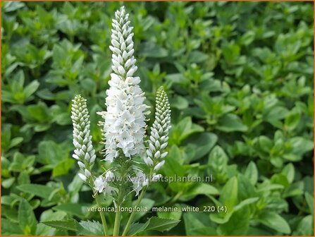 Veronica longifolia &amp;#39;Melanie White&amp;#39; | Lange ereprijs, Ereprijs | Langbl&auml;ttriger Ehrenpreis