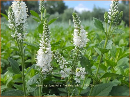 Veronica longifolia &amp;#39;Melanie White&amp;#39; | Lange ereprijs, Ereprijs | Langbl&auml;ttriger Ehrenpreis