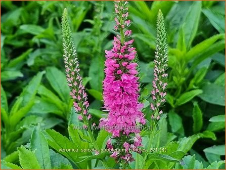 Veronica spicata &#039;Bubblegum Candles&#039; | Aarereprijs, Ereprijs | &Auml;hren-Ehrenpreis