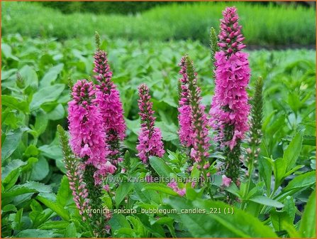 Veronica spicata &#039;Bubblegum Candles&#039; | Aarereprijs, Ereprijs | &Auml;hren-Ehrenpreis