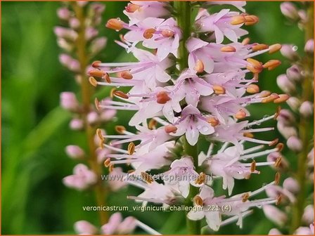 Veronicastrum virginicum &amp;#39;Challenger&amp;#39; | Virginische ereprijs, Zwarte ereprijs, Naaldereprijs | Kandelaberehrenp