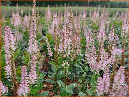 Veronicastrum virginicum &amp;#39;Challenger&amp;#39; | Virginische ereprijs, Zwarte ereprijs, Naaldereprijs | Kandelaberehrenp