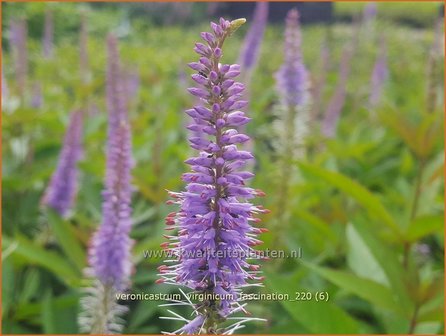 Veronicastrum virginicum &#039;Fascination&#039; | Virginische ereprijs, Zwarte ereprijs, Naaldereprijs | Kandelaberehrenpreis 