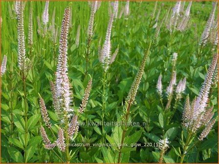 Veronicastrum virginicum &#039;Pink Glow&#039; | Virginische ereprijs, Zwarte ereprijs, Naaldereprijs | Kandelaberehrenpr