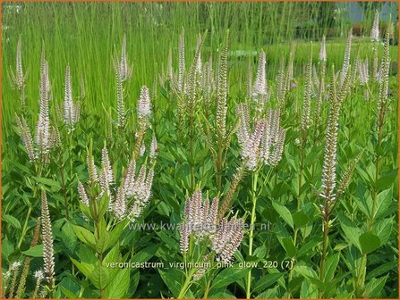 Veronicastrum virginicum &#039;Pink Glow&#039; | Virginische ereprijs, Zwarte ereprijs, Naaldereprijs | Kandelaberehrenpr