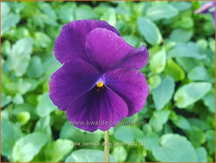 Viola cornuta 'Admiration' | Hoornviooltje, Viooltje | Hornveilchen