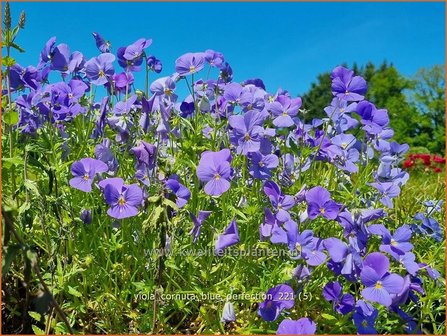Viola cornuta 'Blue Perfection' | Hoornviooltje, Viooltje | Hornveilchen