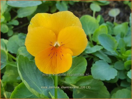 Viola cornuta &#39;Chantreyland&#39;
