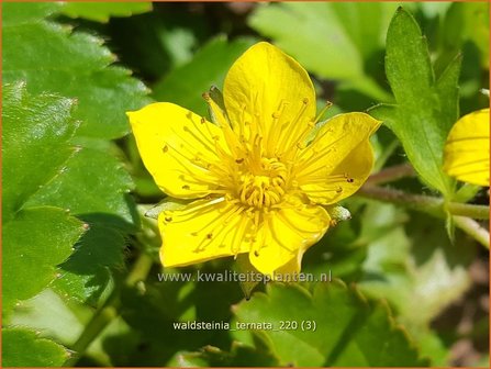 Waldsteinia ternata | Gele aardbei, Goudaardbei | Dreiblatt-Golderdbeere