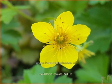 Waldsteinia ternata | Gele aardbei, Goudaardbei | Dreiblatt-Golderdbeere