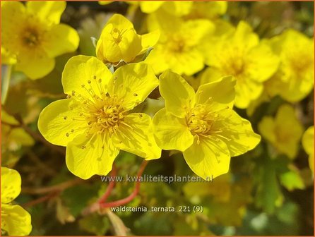 Waldsteinia ternata | Gele aardbei, Goudaardbei | Dreiblatt-Golderdbeere