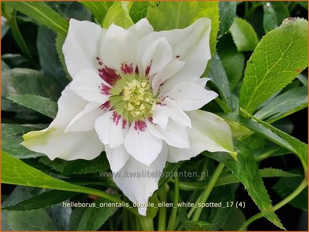 Helleborus orientalis 'Double Ellen White Spotted' | Kerstroos, Lenteroos, Vastenroos, Nieskruid | Lenzrose