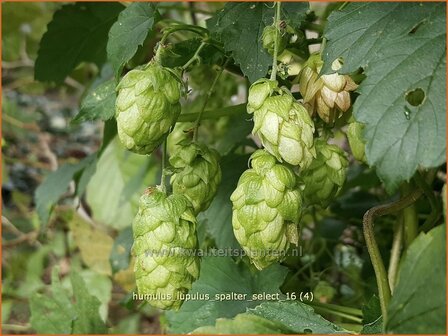 Humulus lupulus &amp;#39;Spalter Select&amp;#39; | Hop | Hopfen