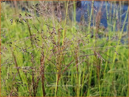 Sporobolus airoides | Prairiedropzaad, Parelgras | Alkali-Fallsamengras | Alkali Sacaton