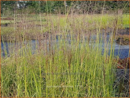 Sporobolus airoides | Prairiedropzaad, Parelgras | Alkali-Fallsamengras | Alkali Sacaton