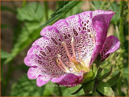 Digitalis purpurea &amp;#x0027;Monstrosa&amp;#x0027; | Vingerhoedskruid | Roter Fingerhut