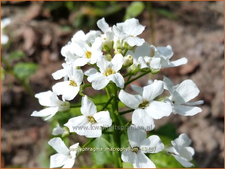 Pachyphragma macrophylla | Gro&szlig;bl&auml;ttriges Scheinschaumkraut