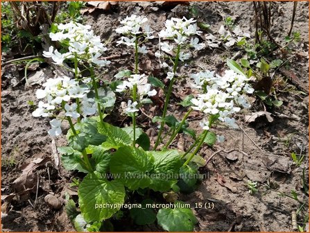 Pachyphragma macrophylla | Gro&szlig;bl&auml;ttriges Scheinschaumkraut