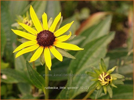 Rudbeckia fulgida &amp;#x0027;Little Goldstar&amp;#x0027; | Zonnehoed | Gew&amp;#x00f6;hnlicher Sonnenhut