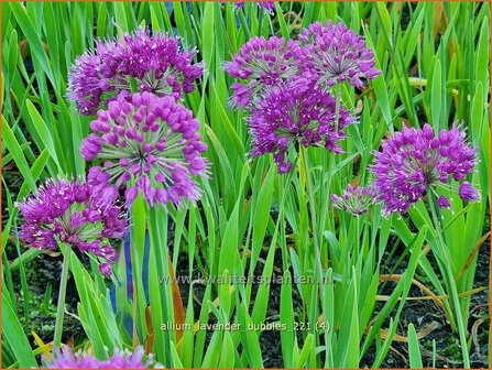 Allium &#039;Lavender Bubbles&#039; | Sierui, Look | Lauch