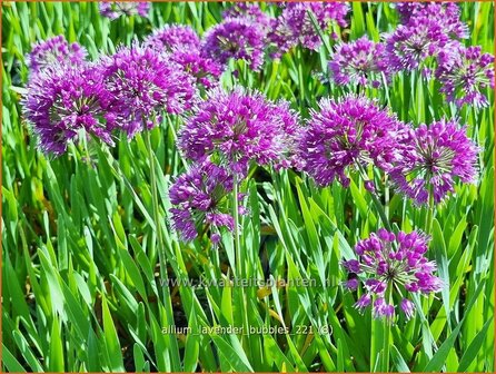 Allium &#039;Lavender Bubbles&#039; | Sierui, Look | Lauch