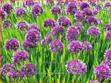 Allium &#039;Lavender Bubbles&#039; | Sierui, Look | Lauch