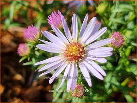 Aster 'Anja's Choice' | Aster | Aster