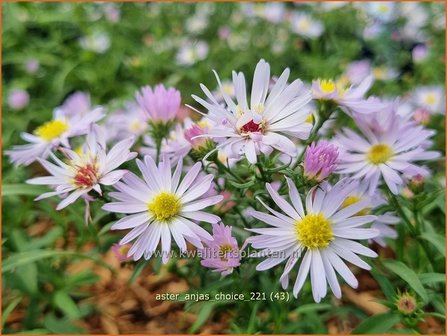Aster 'Anja's Choice' | Aster | Aster