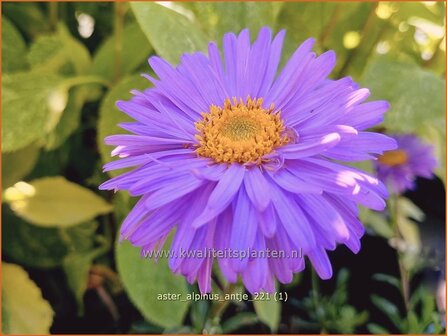 Aster alpinus &#039;Antje&#039; | Alpenaster, Aster | Alpenaster