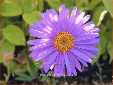 Aster alpinus &#039;Antje&#039; | Alpenaster, Aster | Alpenaster