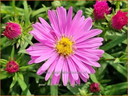 Aster novi-belgii &#039;Rosa Perle&#039; | Nieuw-Nederlandse aster, Herfstaster, Aster | Glattblatt-Aster