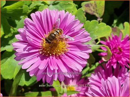 Aster novi-belgii &#039;Rosa Perle&#039; | Nieuw-Nederlandse aster, Herfstaster, Aster | Glattblatt-Aster