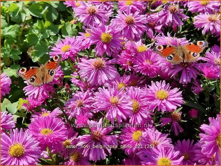 Aster novi-belgii &#039;Rosa Perle&#039; | Nieuw-Nederlandse aster, Herfstaster, Aster | Glattblatt-Aster