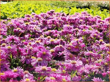 Aster novi-belgii &#039;Rosa Perle&#039; | Nieuw-Nederlandse aster, Herfstaster, Aster | Glattblatt-Aster