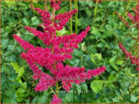 Astilbe &#039;Hot Pearls&#039; | Pluimspirea, Spirea | Prachtspiere