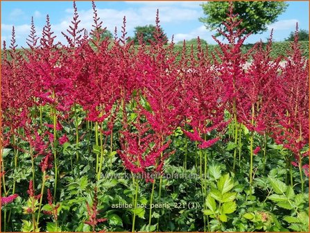 Astilbe &#039;Hot Pearls&#039; | Pluimspirea, Spirea | Prachtspiere