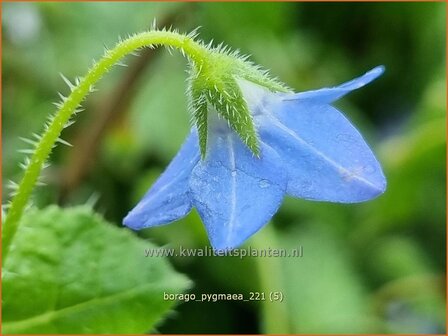 Borago pygmaea | Dwergbernagie, Bernagie | Stauden-Boretsch