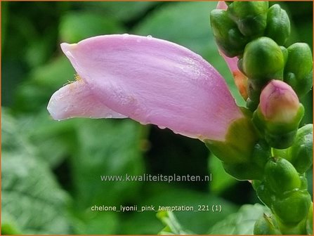 Chelone lyonii &#039;Pink Temptation&#039; | Schildpadbloem, Slangenkop | Lyons Schlangenkopf