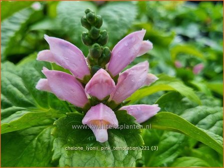 Chelone lyonii &#039;Pink Temptation&#039; | Schildpadbloem, Slangenkop | Lyons Schlangenkopf