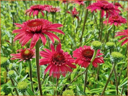 Echinacea &#039;Giddy Pink&#039; | Rode zonnehoed, Zonnehoed | Roter Sonnenhut