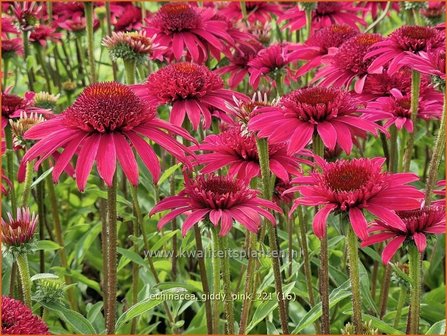 Echinacea &#039;Giddy Pink&#039; | Rode zonnehoed, Zonnehoed | Roter Sonnenhut