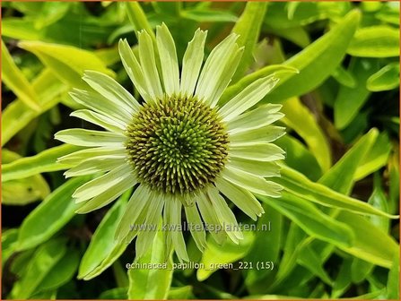 Echinacea &#039;Papillon Green&#039; | Rode zonnehoed, Zonnehoed | Roter Sonnenhut