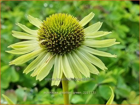Echinacea &#039;Papillon Green&#039; | Rode zonnehoed, Zonnehoed | Roter Sonnenhut