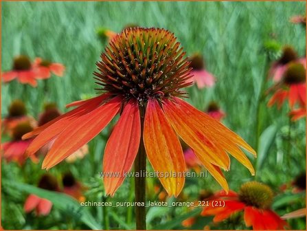 Echinacea purpurea &#039;Lakota Orange&#039; | Rode zonnehoed, Zonnehoed | Roter Sonnenhut