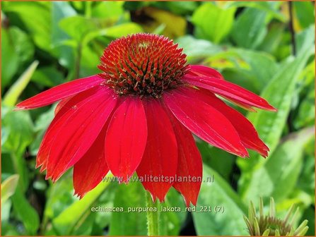 Echinacea purpurea &#039;Lakota Red&#039; | Rode zonnehoed, Zonnehoed | Roter Sonnenhut