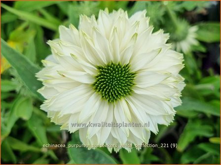 Echinacea purpurea &#039;Sunseekers White Perfection&#039; | Rode zonnehoed, Zonnehoed | Roter Sonnenhut | Purple Coneflowe